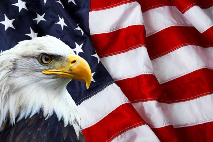 Bald eagle in front of American flag background