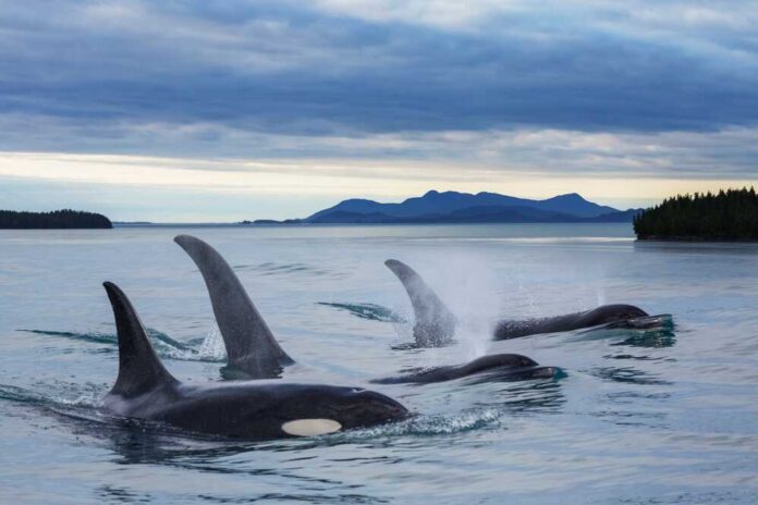 Three orcas swimming in calm ocean waters with mountains in the background