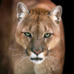 Close-up of a mountain lions face with intense eyes.