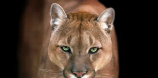 Close-up of a mountain lions face with intense eyes.