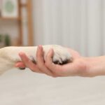 A human hand holding a dog's paw