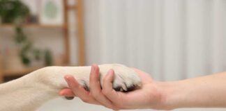 A human hand holding a dog's paw