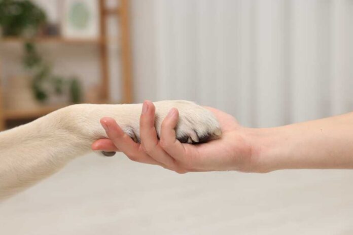 A human hand holding a dog's paw