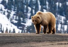 A grizzly bear walking on a dirt path with a snowy mountain backdrop