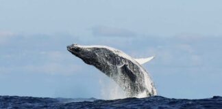 A humpback whale breaching the surface of the ocean