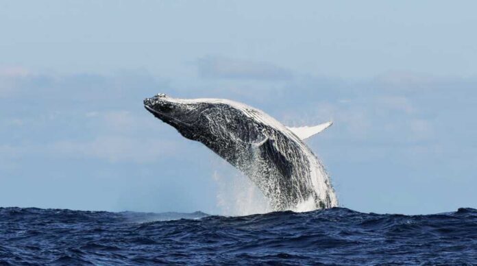 shutterstock_2634575281.jpg A humpback whale breaching the surface of the ocean