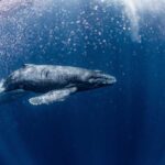 A humpback whale swimming gracefully underwater
