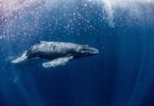 A humpback whale swimming gracefully underwater