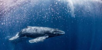 Tragic Whale Saga: Nature’s Harsh Verdict A humpback whale swimming gracefully underwater
