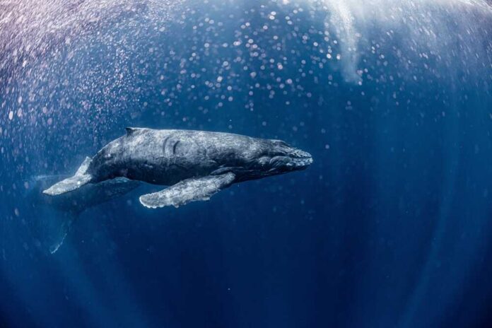 A humpback whale swimming gracefully underwater