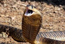 A cobra with its hood expanded, displaying its fangs