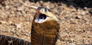A cobra with its hood expanded, displaying its fangs