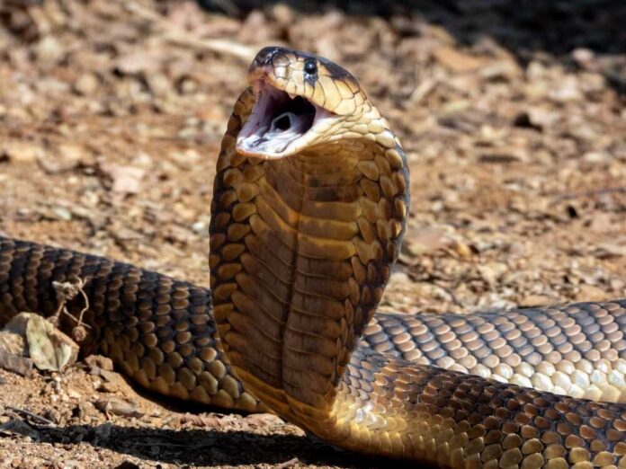 A cobra with its hood expanded, displaying its fangs