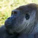 Close-up of a gorilla's face with a thoughtful expression