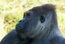 Close-up of a gorilla's face with a thoughtful expression