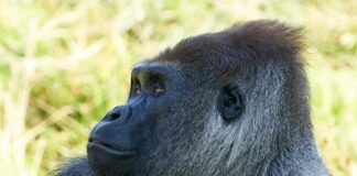 Close-up of a gorilla's face with a thoughtful expression