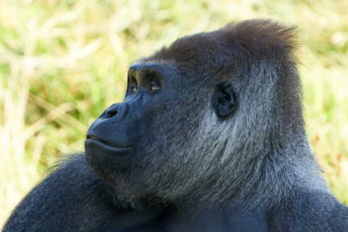 Close-up of a gorilla's face with a thoughtful expression