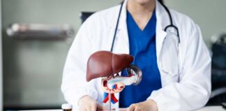 Healthcare professional presenting a liver anatomy model on a table