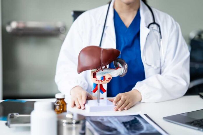 Healthcare professional presenting a liver anatomy model on a table