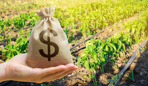 Money,Bag,On,The,Background,Of,Agricultural,Crops,In,The A hand holding a burlap money bag with a dollar sign in a green agricultural field