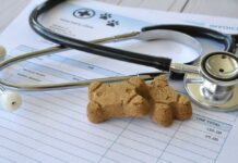 Stethoscope with dog treats on veterinary invoice