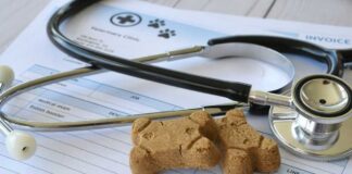 Stethoscope with dog treats on veterinary invoice
