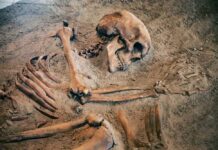Human skeleton partially unearthed in soil