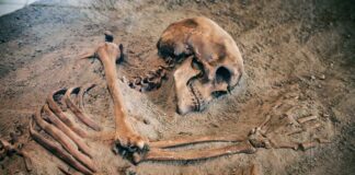 Human skeleton partially unearthed in soil