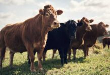 Black cows grazing in a grassy field.