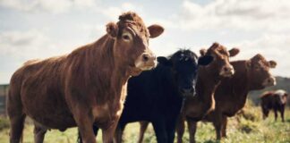 Black cows grazing in a grassy field.