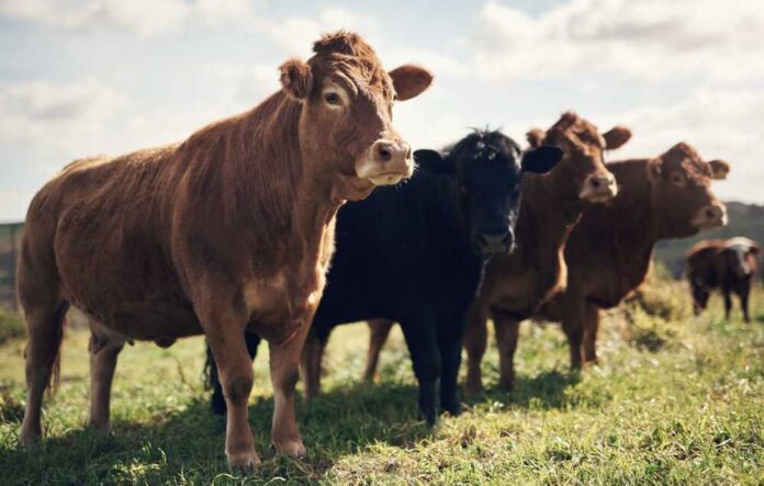 Agriculture,,Grass,Or,Cow,In,Field,With,Herd,,Conservation,Or Black cows grazing in a grassy field.